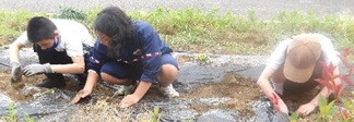 さつまいも１