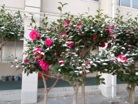 IMGP0325