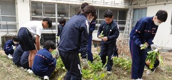 若あゆ収穫２