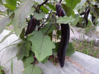DSCF0294