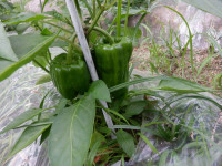 DSCF0296