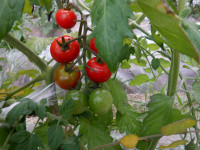 DSCF0298